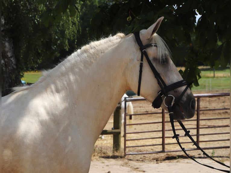 Connemara Mix Wallach 4 Jahre 152 cm Palomino in Uelsen