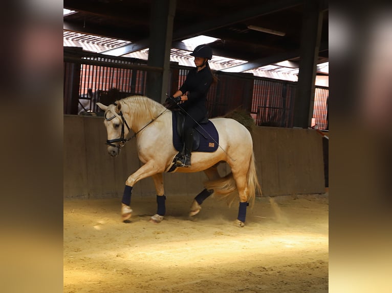 Connemara Mix Wallach 4 Jahre 152 cm Palomino in Uelsen