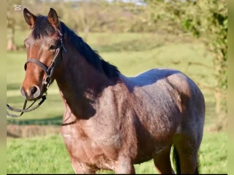 Connemara Wallach 4 Jahre 152 cm Roan-Red in Bad Neustadt an der Saale