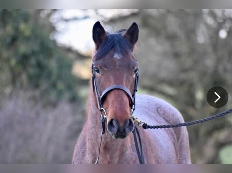 Connemara Wallach 4 Jahre 152 cm Roan-Red in Bad Neustadt an der Saale