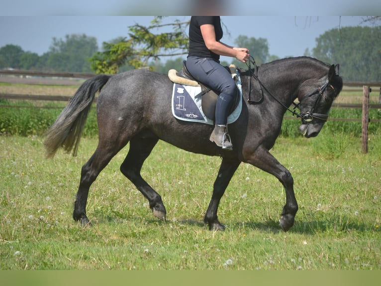 Connemara Wallach 4 Jahre 152 cm Schimmel in Breda