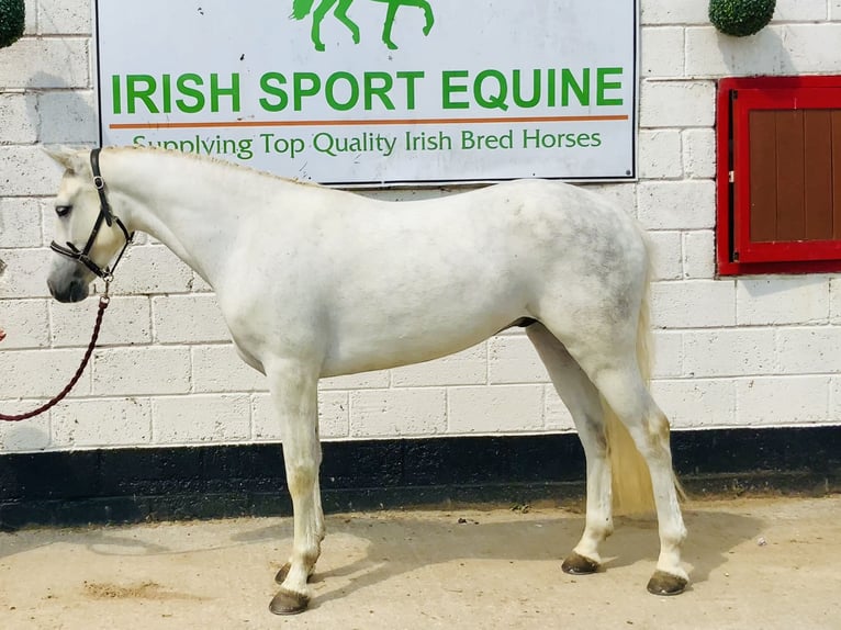 Connemara Wallach 4 Jahre 152 cm Schimmel in Mountrath