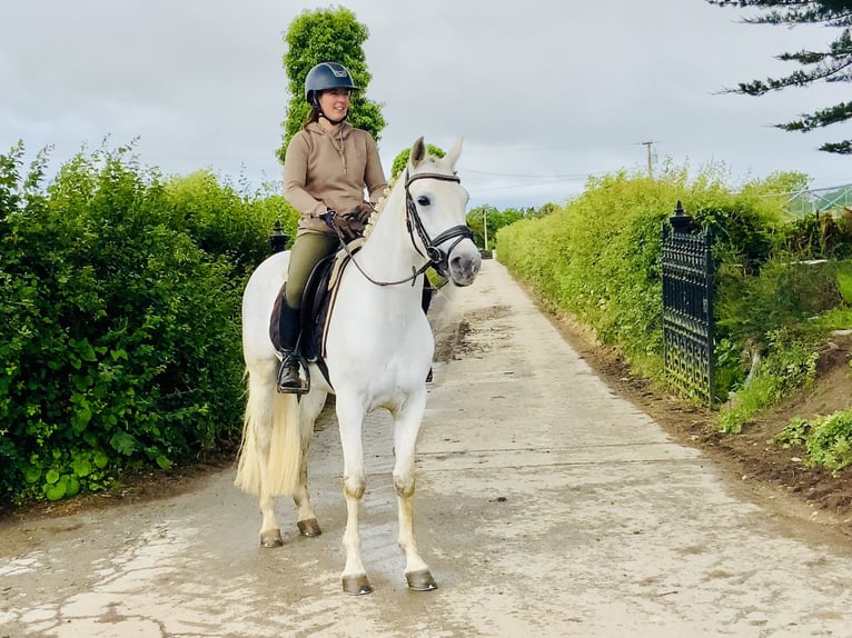Connemara Wallach 4 Jahre 152 cm Schimmel in Mountrath