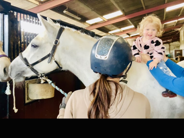Connemara Wallach 4 Jahre 152 cm Schimmel in Mountrath