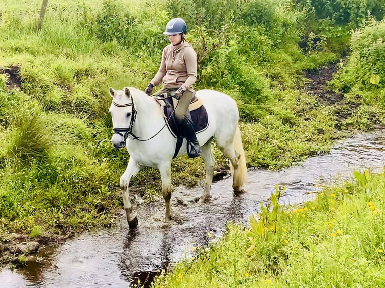 Connemara Wallach 4 Jahre 152 cm Schimmel in Mountrath