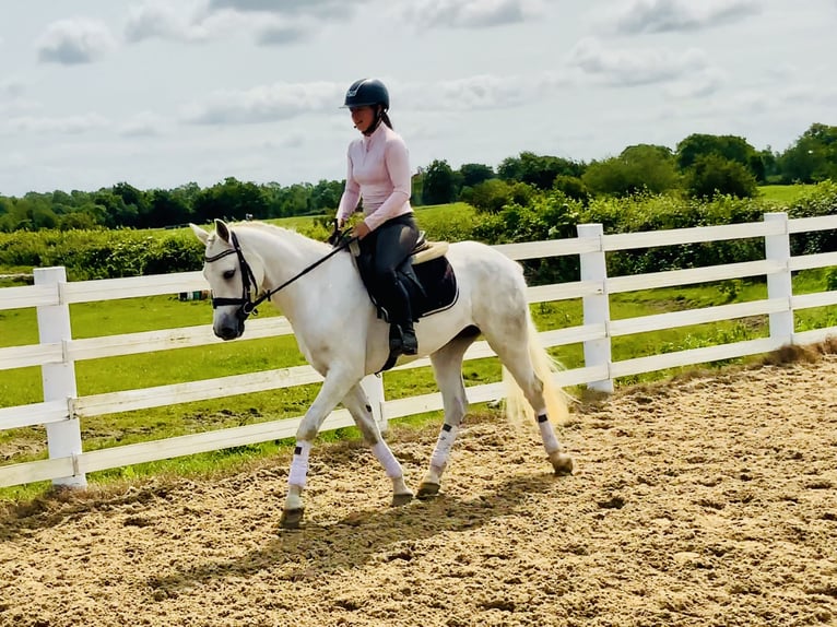 Connemara Wallach 4 Jahre 152 cm Schimmel in Mountrath
