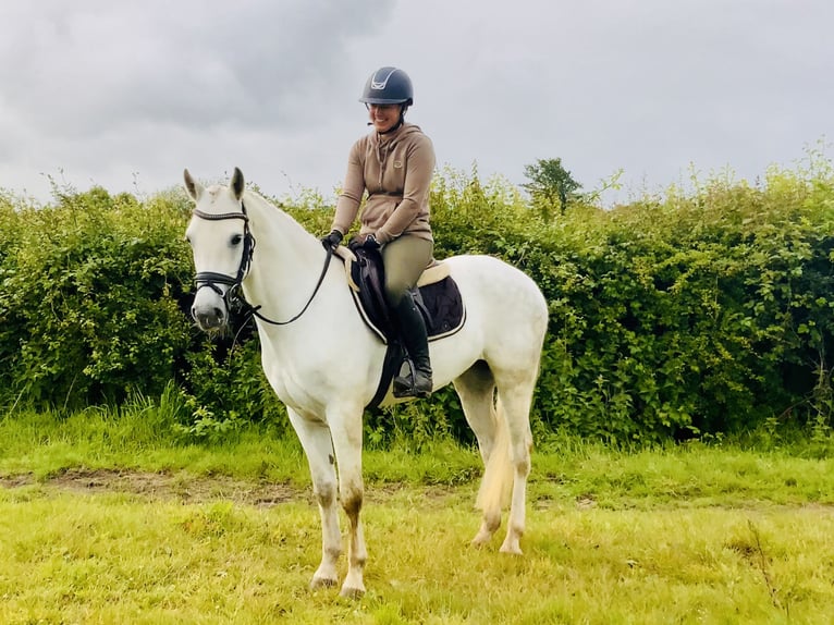 Connemara Wallach 4 Jahre 152 cm Schimmel in Mountrath