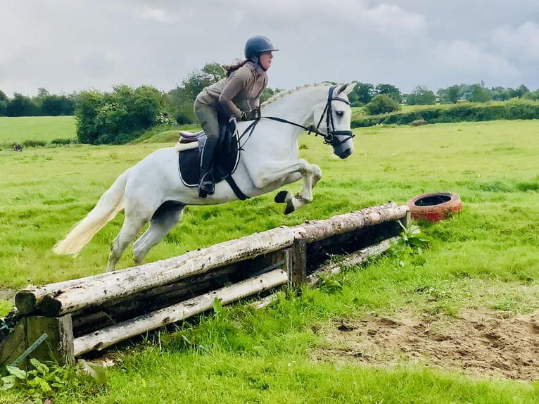 Connemara Wallach 4 Jahre 152 cm Schimmel in Mountrath