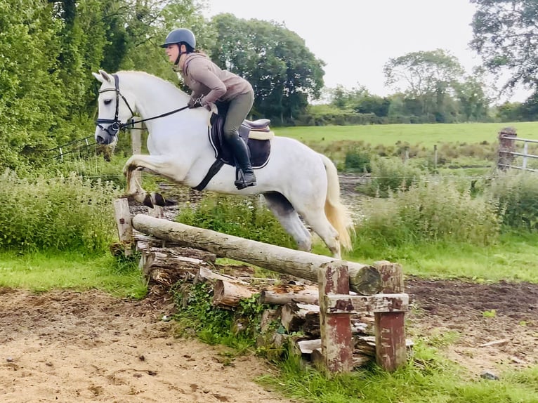 Connemara Wallach 4 Jahre 152 cm Schimmel in Mountrath