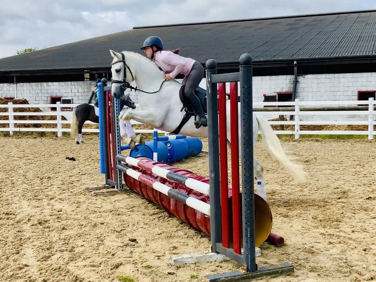 Connemara Wallach 4 Jahre 152 cm Schimmel in Mountrath
