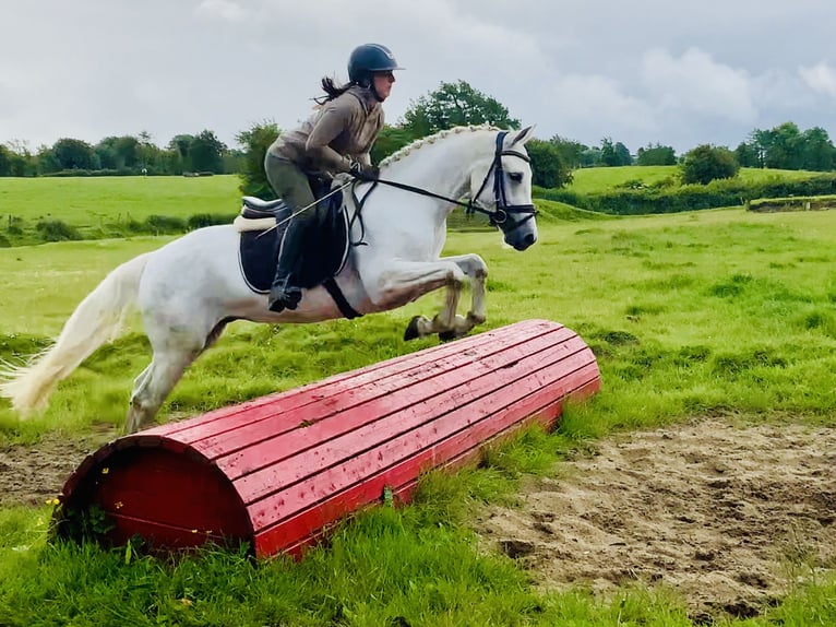 Connemara Wallach 4 Jahre 152 cm Schimmel in Mountrath