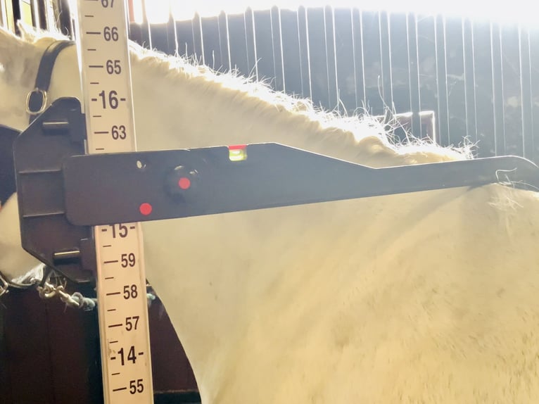 Connemara Wallach 4 Jahre 152 cm Schimmel in Mountrath