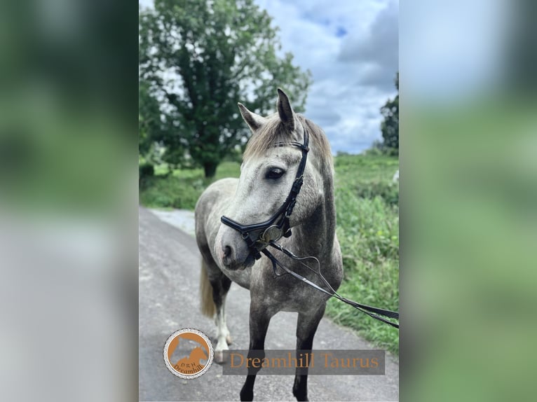 Connemara Wallach 4 Jahre 152 cm Schimmel in Galway