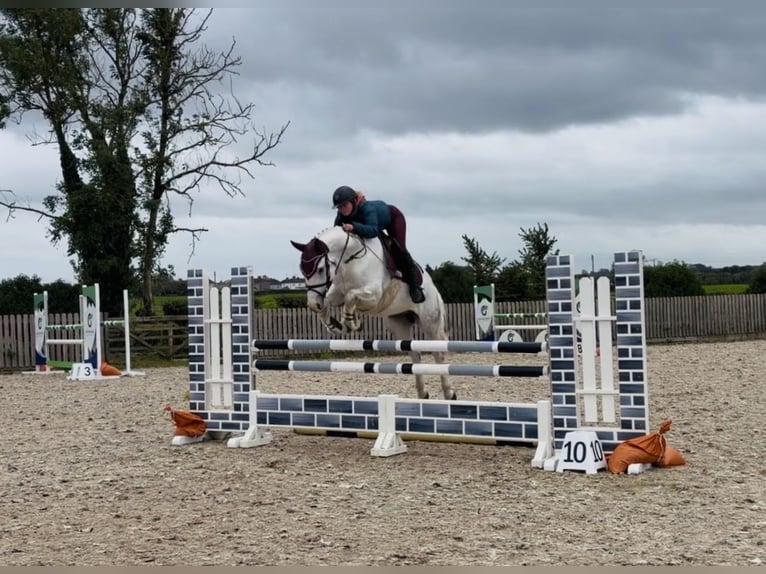 Connemara Wallach 4 Jahre 152 cm Schimmel in Mountrath, Co. Laois
