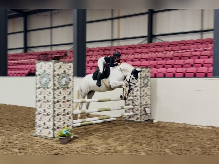 Connemara Wallach 4 Jahre 152 cm Schimmel in Mountrath, Co. Laois