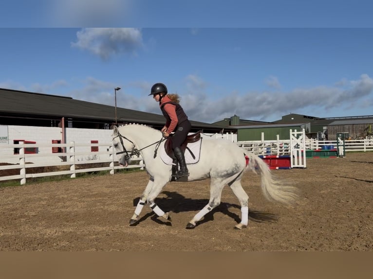 Connemara Wallach 4 Jahre 152 cm Schimmel in Mountrath, Co. Laois