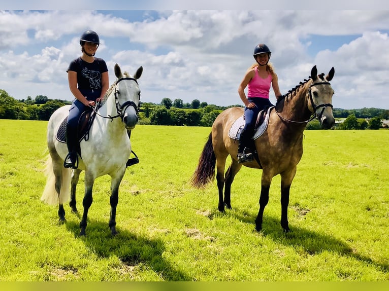 Connemara Wallach 4 Jahre 152 cm Schimmel in Mountrath