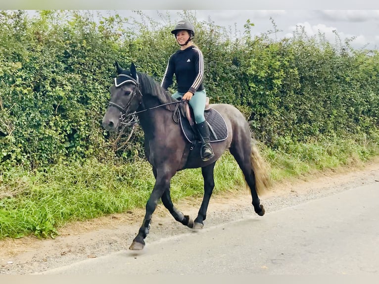 Connemara Wallach 4 Jahre 152 cm Schimmel in Mountrath