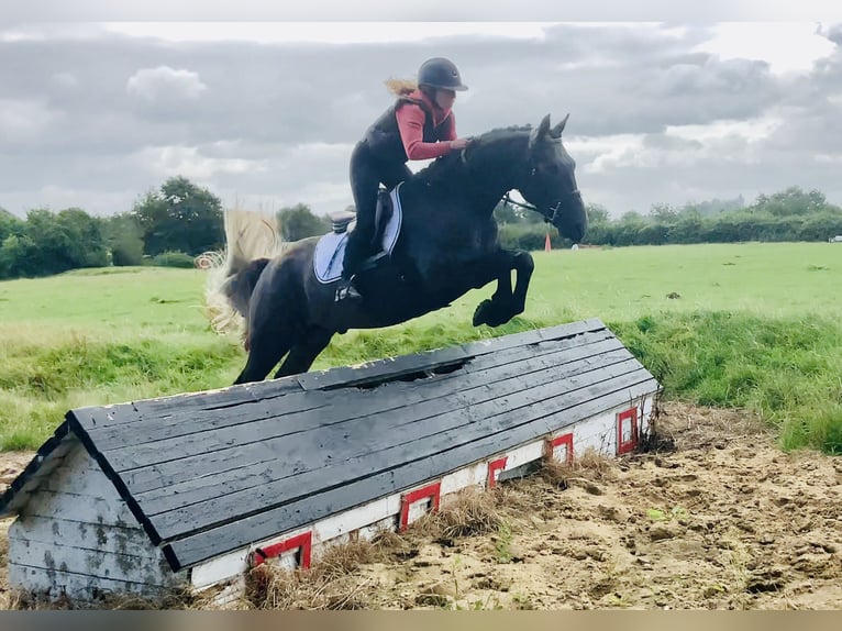 Connemara Wallach 4 Jahre 152 cm Schimmel in Mountrath