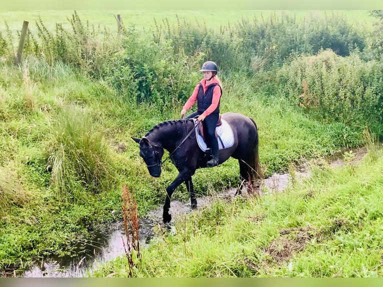 Connemara Wallach 4 Jahre 152 cm Schimmel in Mountrath