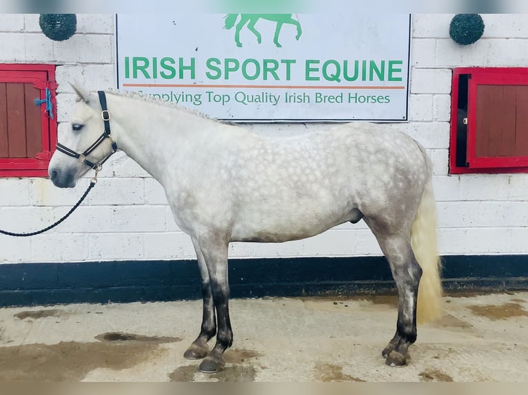 Connemara Wallach 4 Jahre 152 cm Schimmel in Mountrath