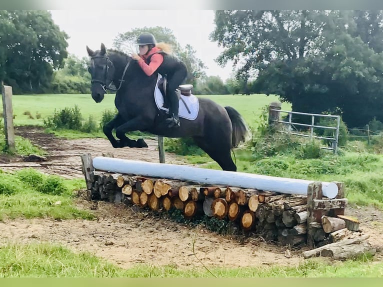 Connemara Wallach 4 Jahre 152 cm Schimmel in Mountrath