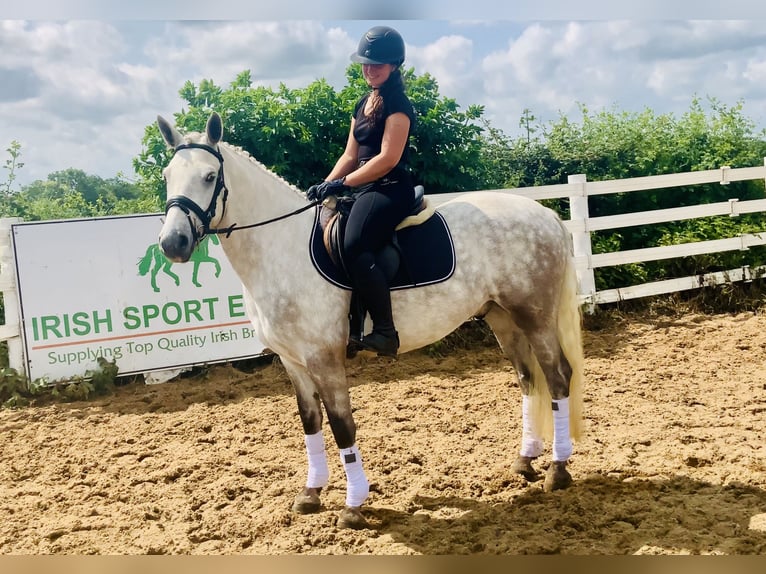 Connemara Wallach 4 Jahre 152 cm Schimmel in Mountrath