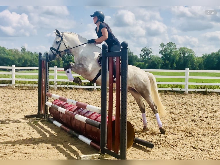 Connemara Wallach 4 Jahre 152 cm Schimmel in Mountrath