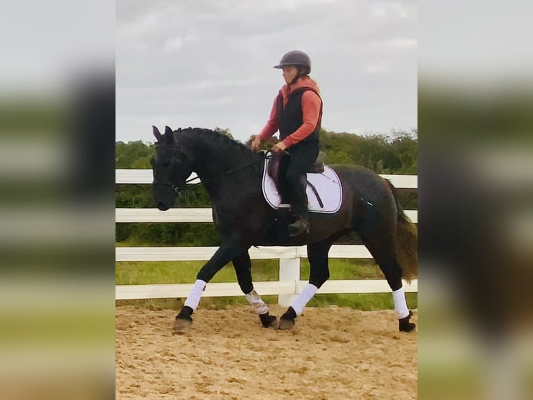 Connemara Wallach 4 Jahre 152 cm Schimmel in Mountrath