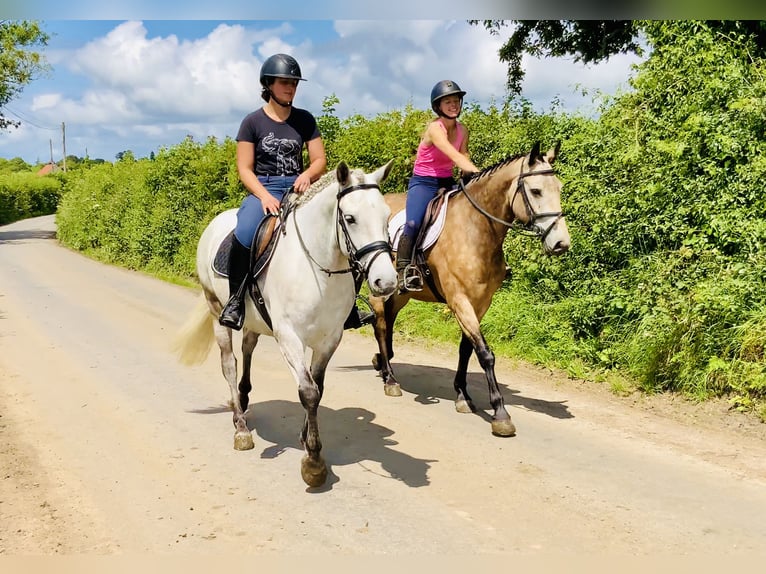 Connemara Wallach 4 Jahre 152 cm Schimmel in Mountrath