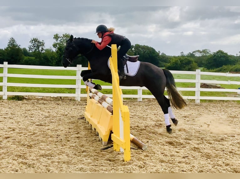Connemara Wallach 4 Jahre 152 cm Schimmel in Mountrath