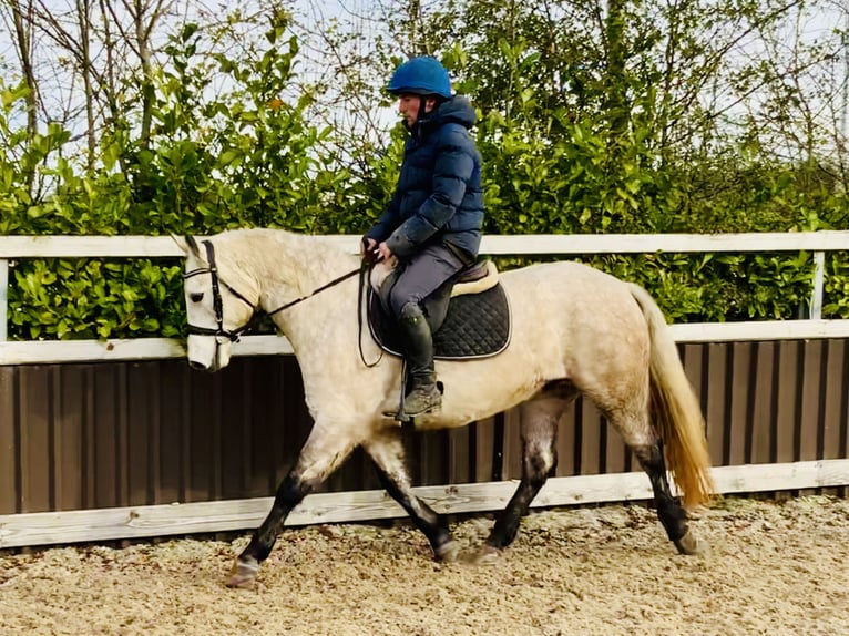 Connemara Wallach 4 Jahre 152 cm Schimmel in Mountrath