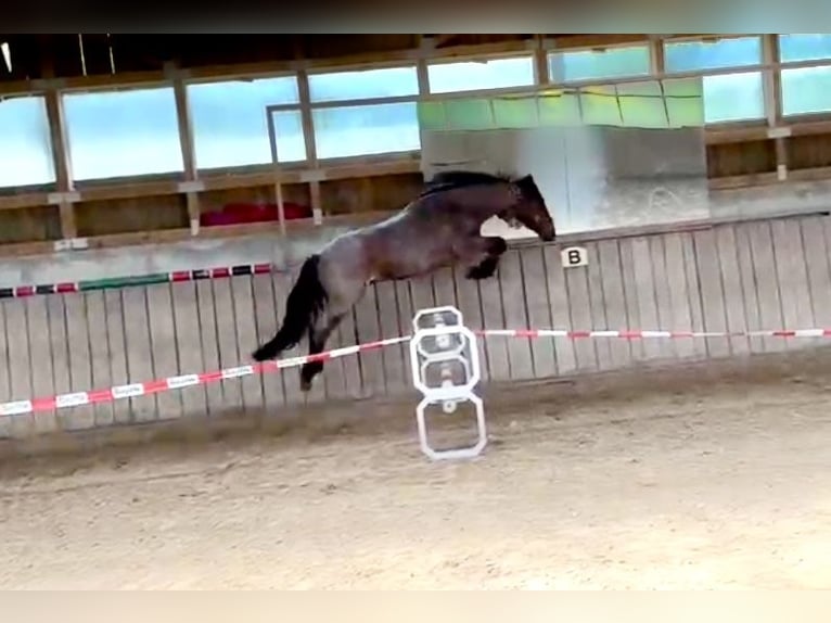 Connemara Wallach 4 Jahre 152 cm in Bad Neustadt an der Saale