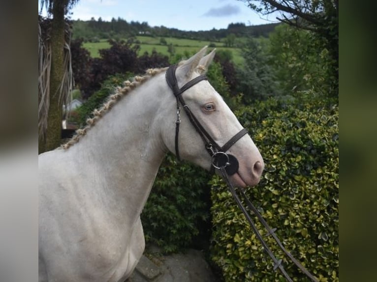 Connemara Wallach 4 Jahre 153 cm Cremello in Newry