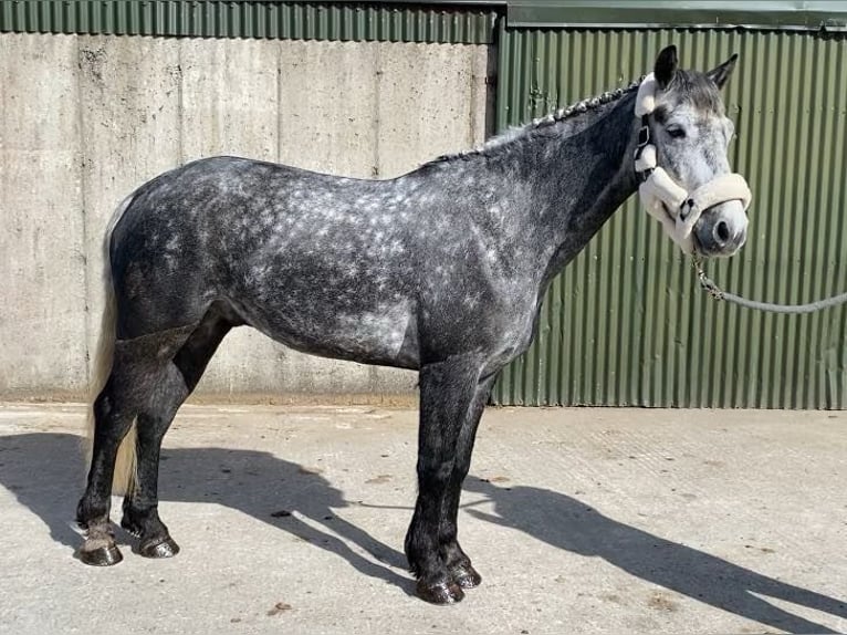 Connemara Wallach 4 Jahre 153 cm Rappschimmel in Sligo