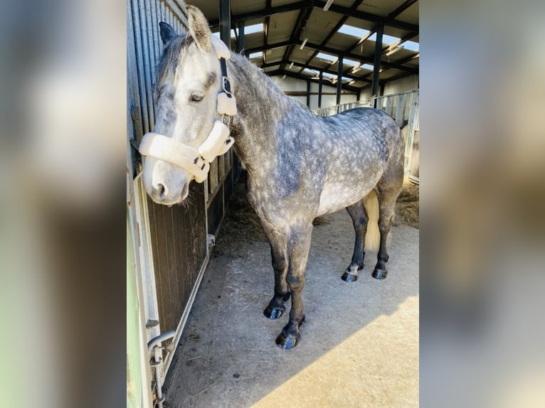 Connemara Wallach 4 Jahre 153 cm Rappschimmel in Sligo