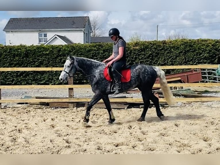 Connemara Wallach 4 Jahre 153 cm Rappschimmel in Sligo