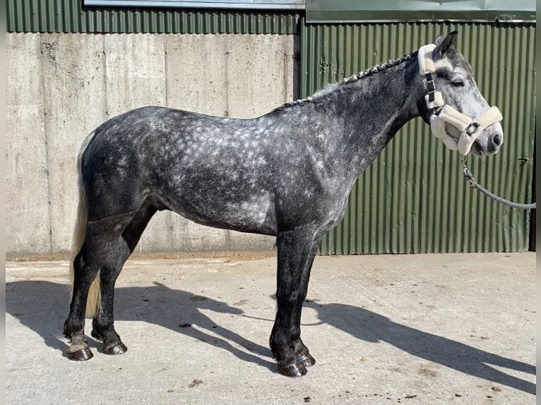 Connemara Wallach 4 Jahre 153 cm Rappschimmel in Sligo