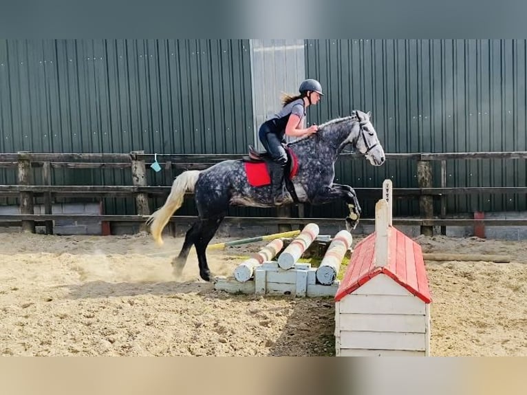 Connemara Wallach 4 Jahre 153 cm Rappschimmel in Sligo
