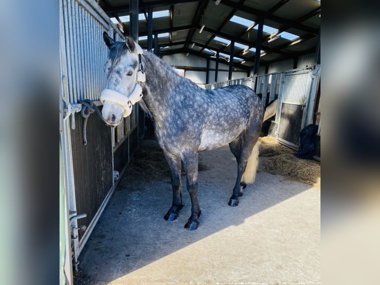 Connemara Wallach 4 Jahre 153 cm Rappschimmel in Sligo