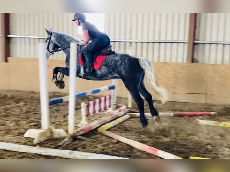 Connemara Wallach 4 Jahre 153 cm Rappschimmel in Sligo