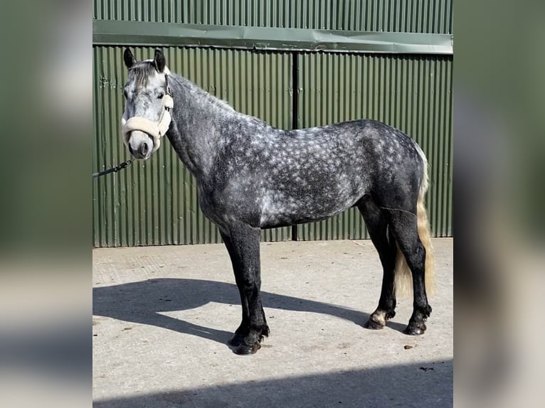 Connemara Wallach 4 Jahre 153 cm Rappschimmel in Sligo