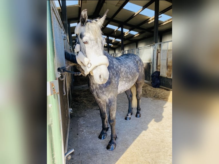 Connemara Wallach 4 Jahre 153 cm Rappschimmel in Sligo