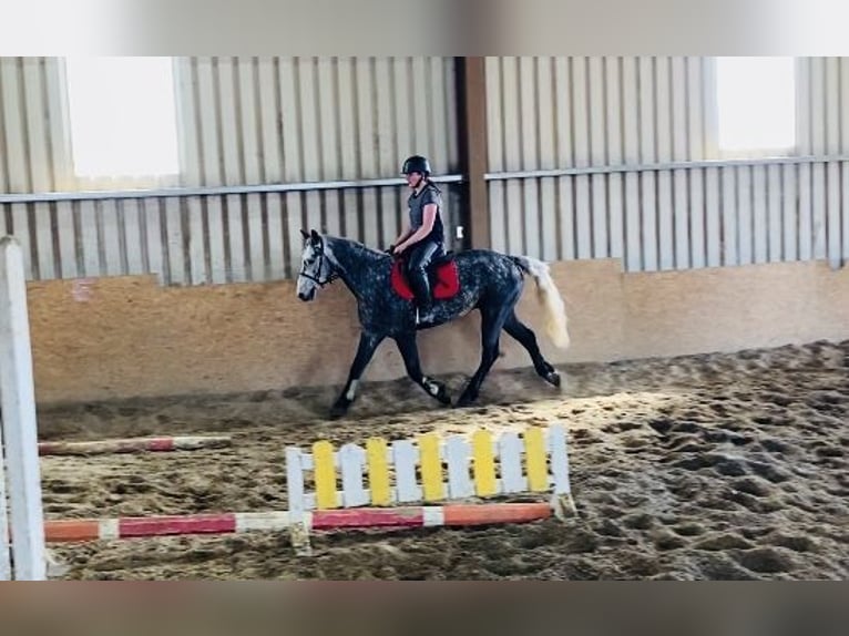 Connemara Wallach 4 Jahre 153 cm Rappschimmel in Sligo