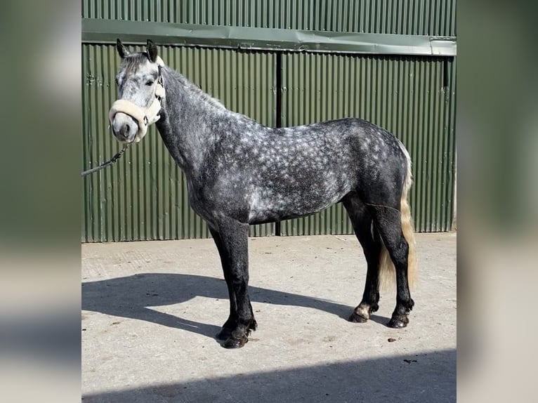 Connemara Wallach 4 Jahre 153 cm Rappschimmel in Sligo