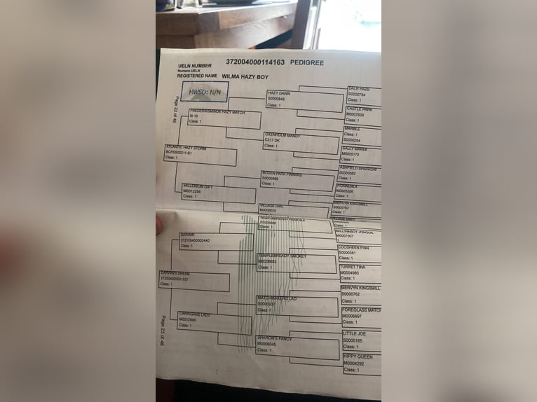 Connemara Wallach 4 Jahre 153 cm Rappschimmel in Sligo
