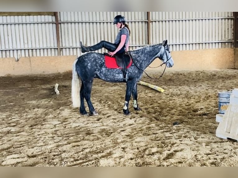Connemara Wallach 4 Jahre 153 cm Rappschimmel in Sligo