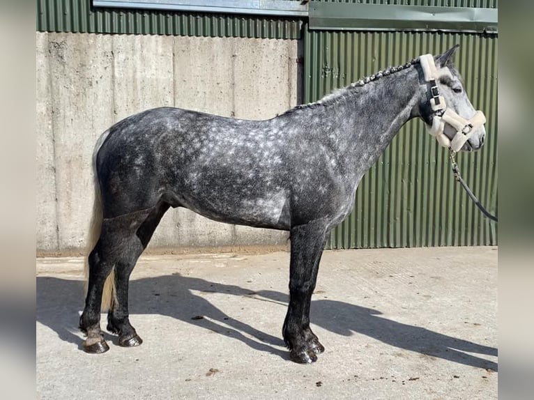 Connemara Wallach 4 Jahre 153 cm Rappschimmel in Sligo