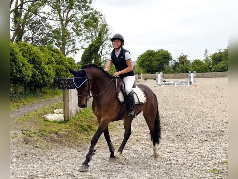 Connemara Wallach 4 Jahre 153 cm Rotbrauner in Mountrath, Co. Laois