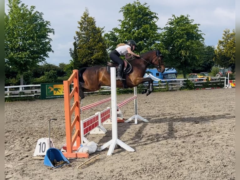 Connemara Wallach 4 Jahre 153 cm Rotbrauner in Mountrath, Co. Laois